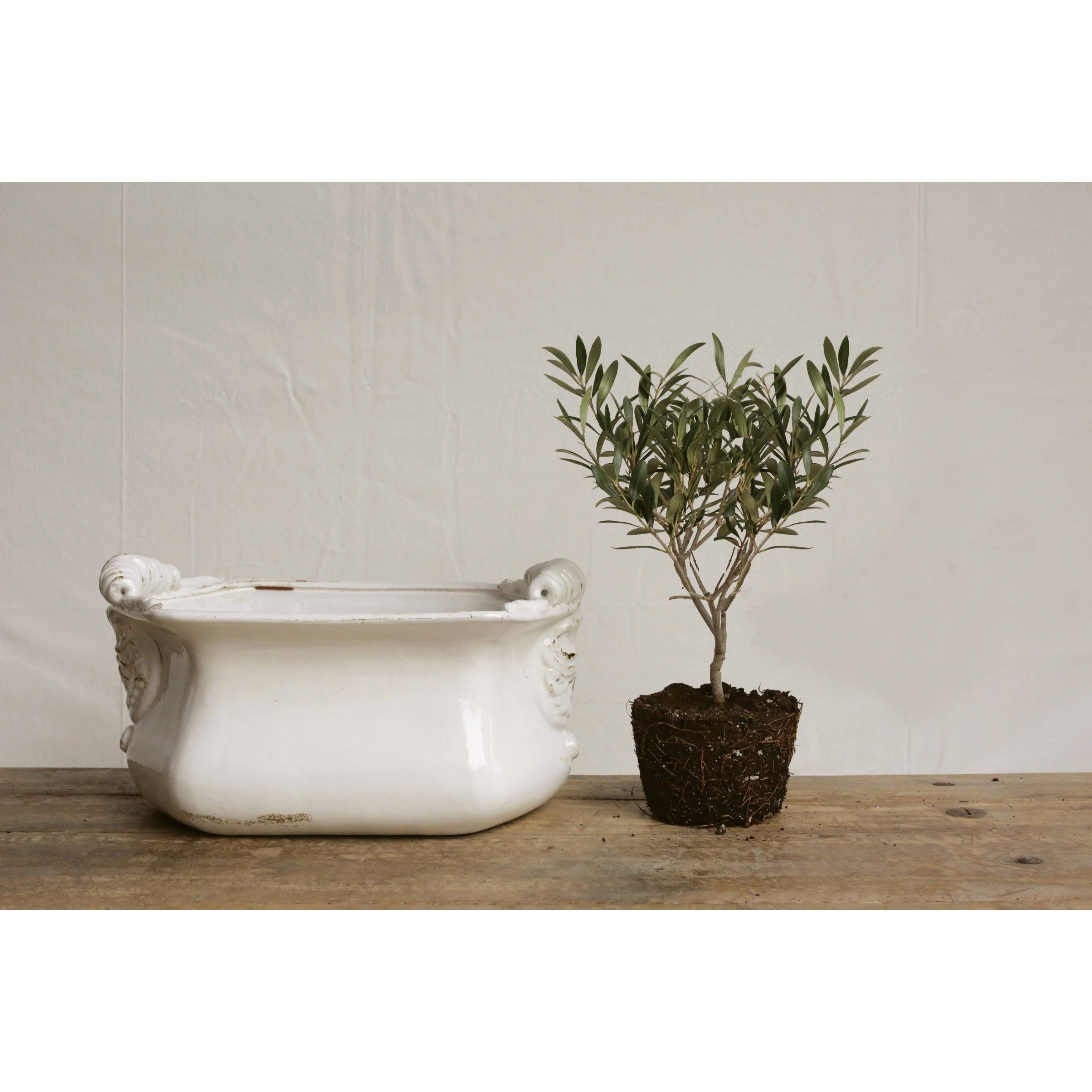 Decorative Terra Cotta Cache Pot White