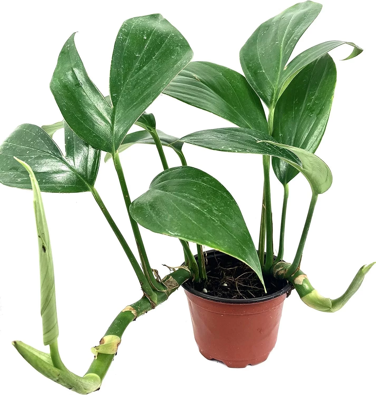 Dragon Tail Plant - Live Plant in a 4 Inch Pot - Rhaphidophora Decursiva - Extremely Rare Florist Quality Plants from Florida