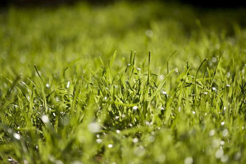 Tall-Fescue 50 LB Bag of Seed. Will Grow in Both Full Sun and Partial Shade Areas. Each Bag Covers 10,000 Square Feet When Overseeding Your Lawn