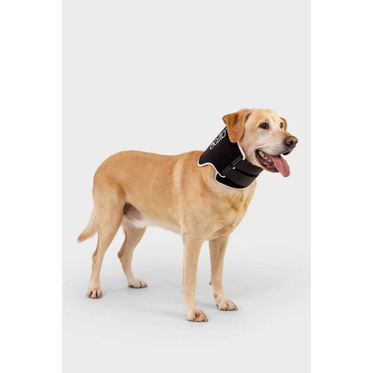 Balto Dog Cone Alternative E-Collar - Pet Supplies online store