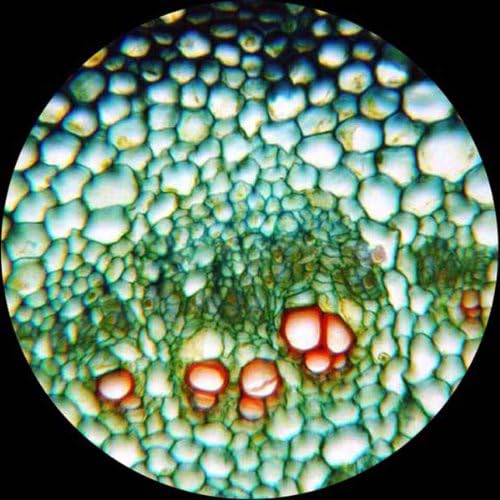 AmScope T390B-3M Digital Professional Compound Trinocular Microscope, 40X-2000X Magnification, WF10x and WF20x Eyepieces, Brightfield