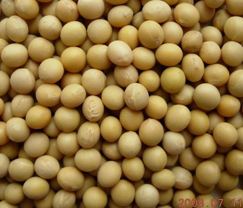 Bulk Peas and Beans Organic 100% Organic Soybeans 50 lbs