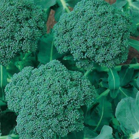 Waltham 29 Broccoli Seeds - Non-GMO Bulk Heirloom Seed for Growing Microgreens, Vegetable Gardening, Garden Salad Garnishes, Mor