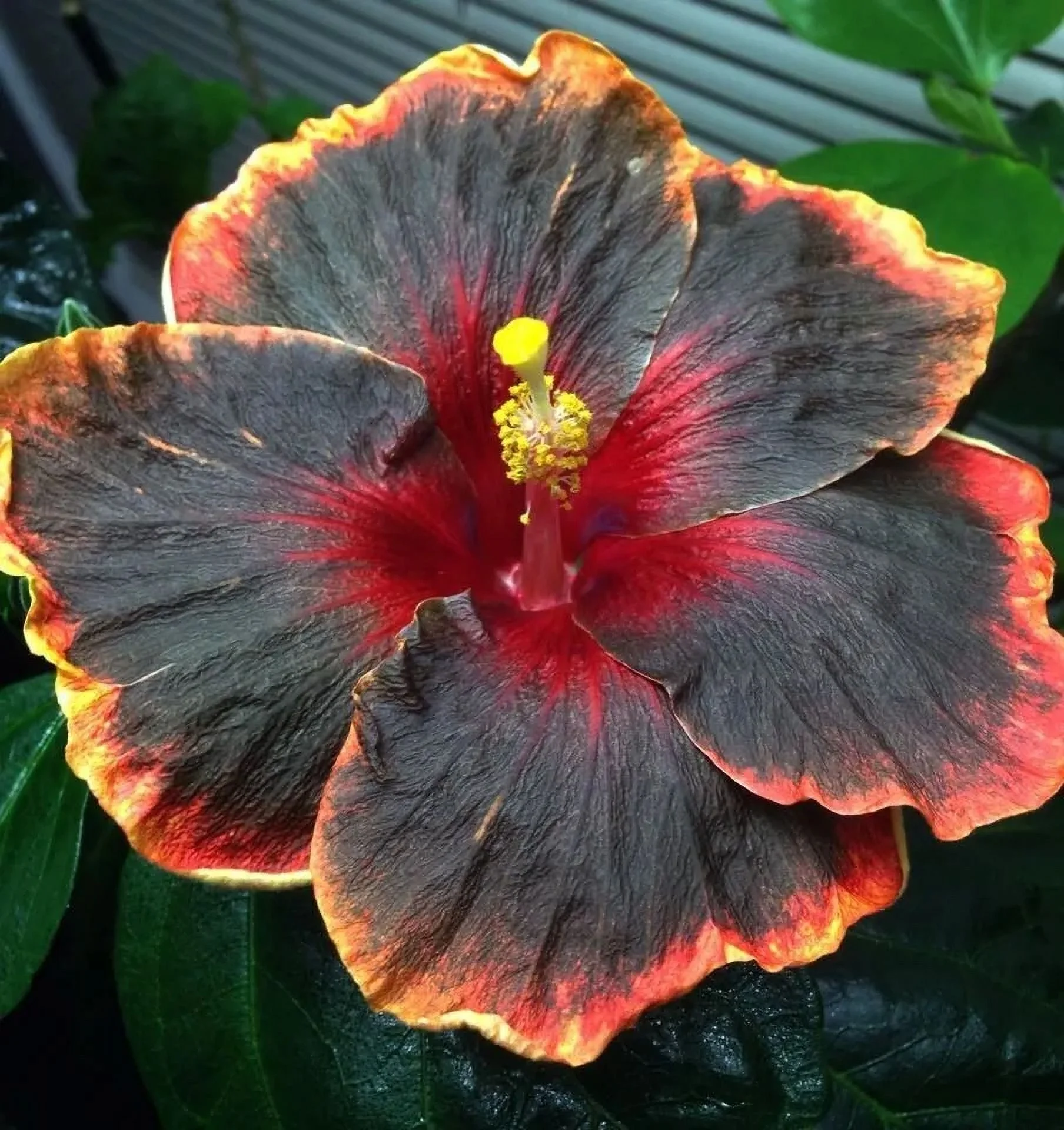 BLACK RAINBOW**SMALL Rooted Tropical Hibiscus STARTER Plant*Ships Bare Root