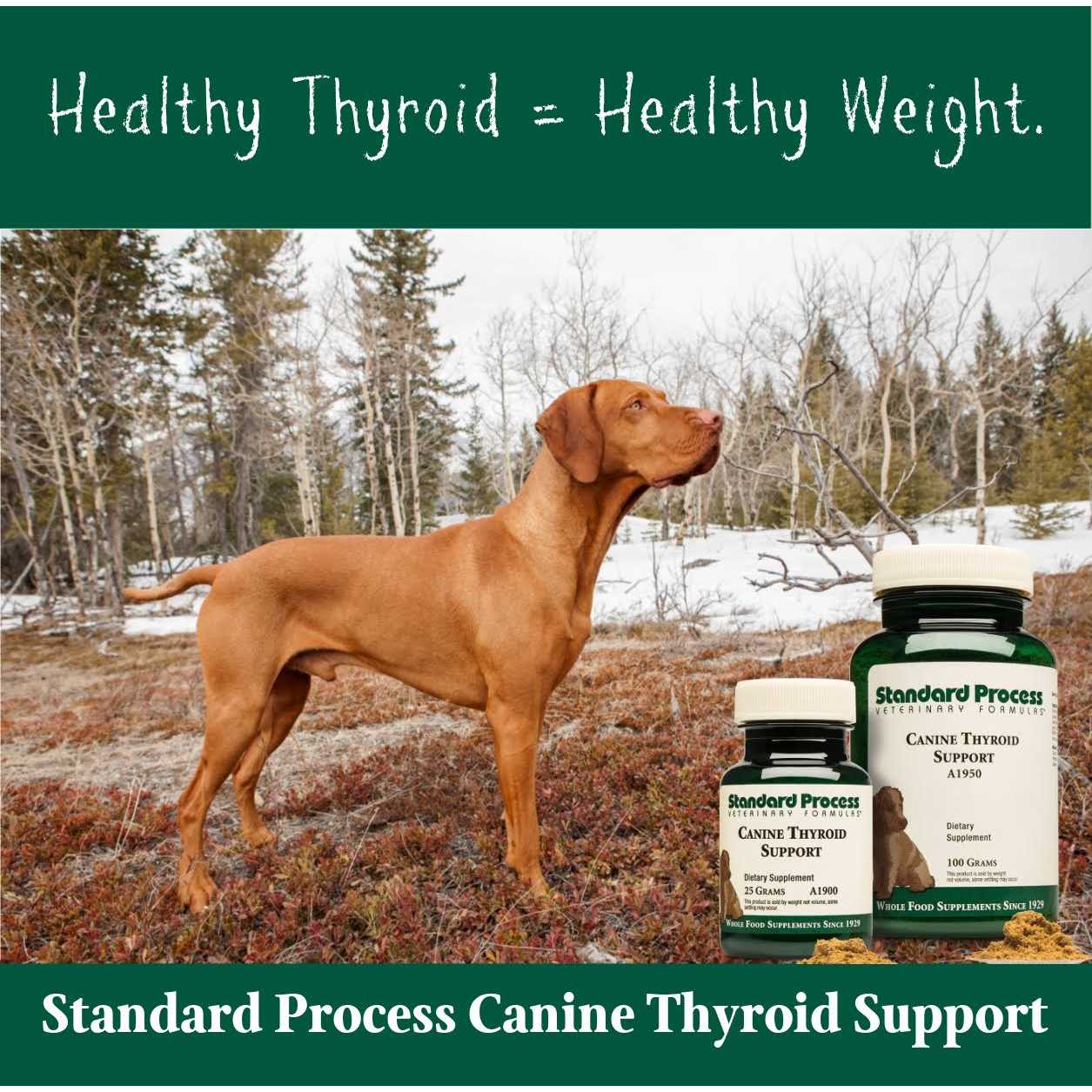 Canine Thyroid Support - Pet Supplies online store