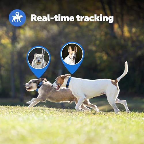 PetSafe Guardian GPS + Tracking Dog Fence Collar Pet Safe GPS Dog Collar Fence System, with App Waterproof Rechargeable Collar