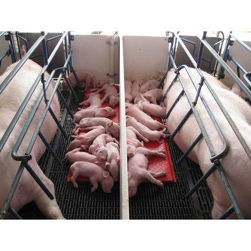 Kane Pig Heat Mat - Pet Supplies online store