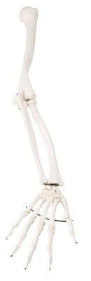 3B Scientific A45R Arm Skeleton Model-Right, Each
