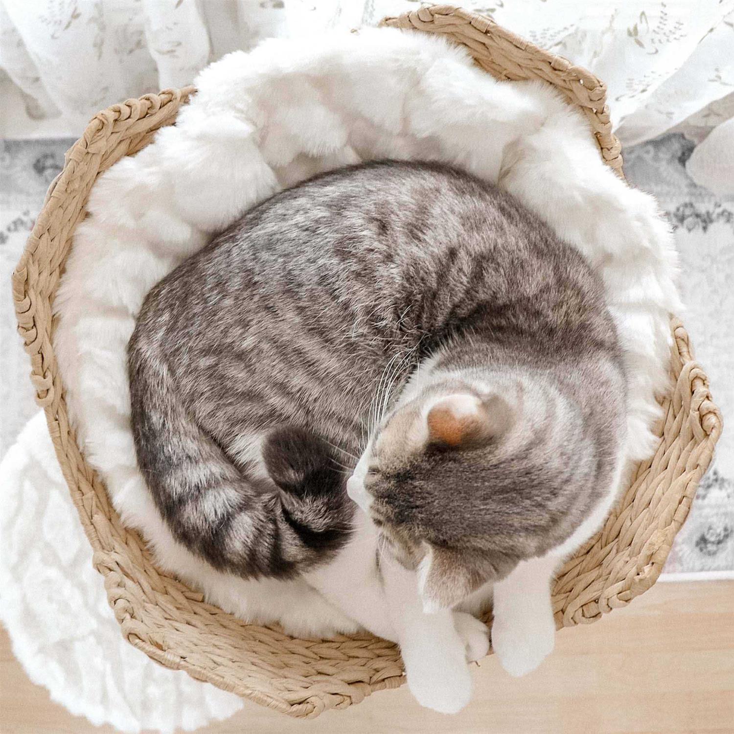 Mau Lifestyle Uni Cat Tree - Pet Supplies online store
