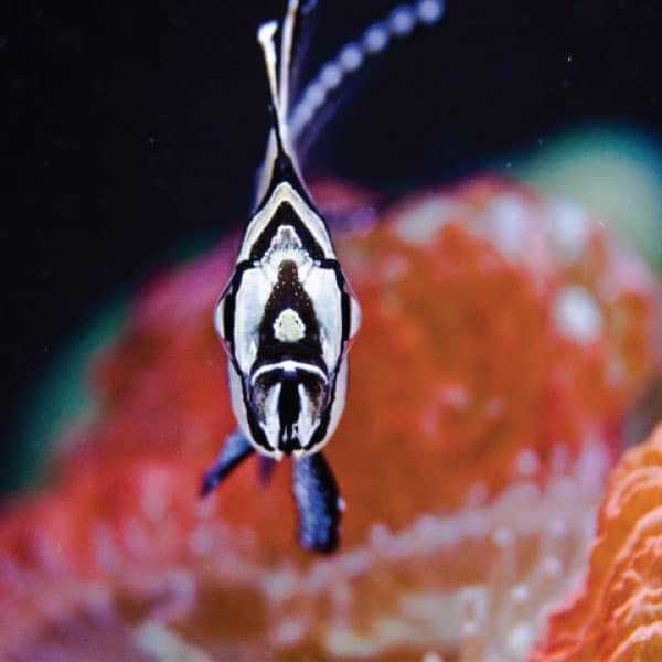 Current USA Orbit Marine Aquarium LED Light