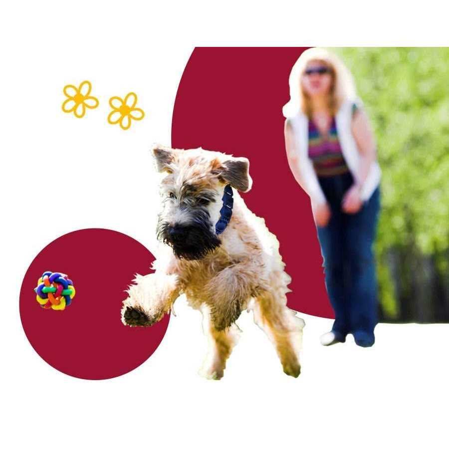 The Perfect Dog Don Sullivan's Secrets to Training System with DVD Set and command collar - Pet Supplies online store