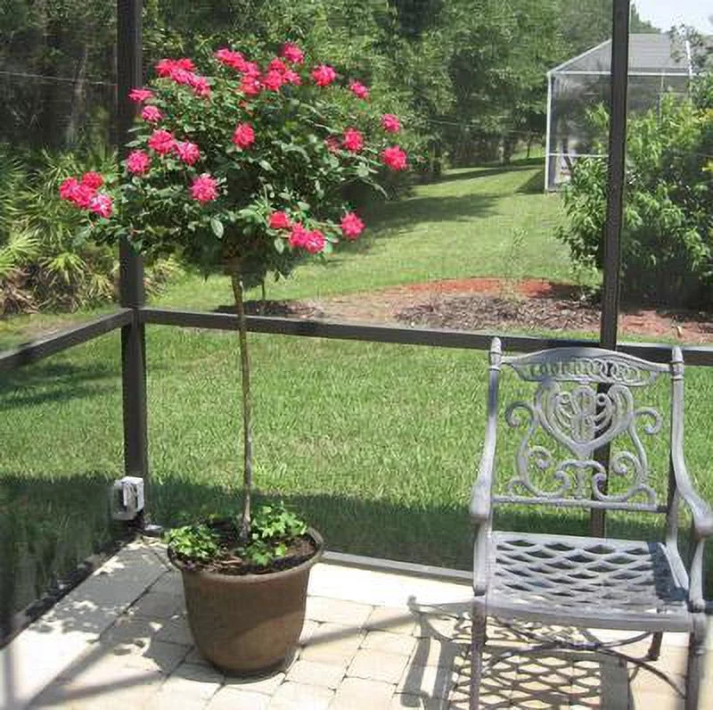 Brighter Blooms - Pink Knock Out Rose Tree, 2-3 ft. - No Shipping to AZ