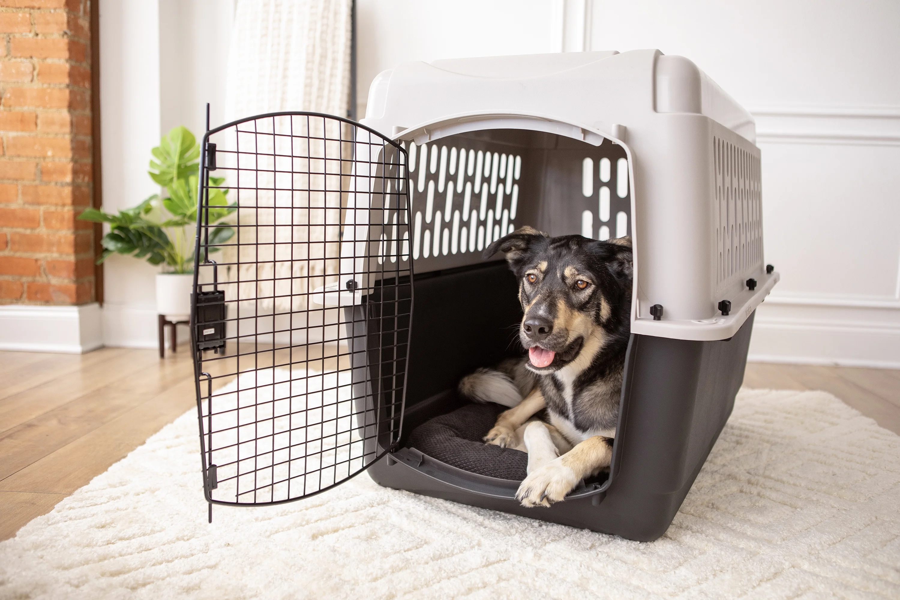 Vibrant Life Pet Kennel 19 X-Small Plastic Dog Crate Portable Carrier for Pets Up To 10 lbs