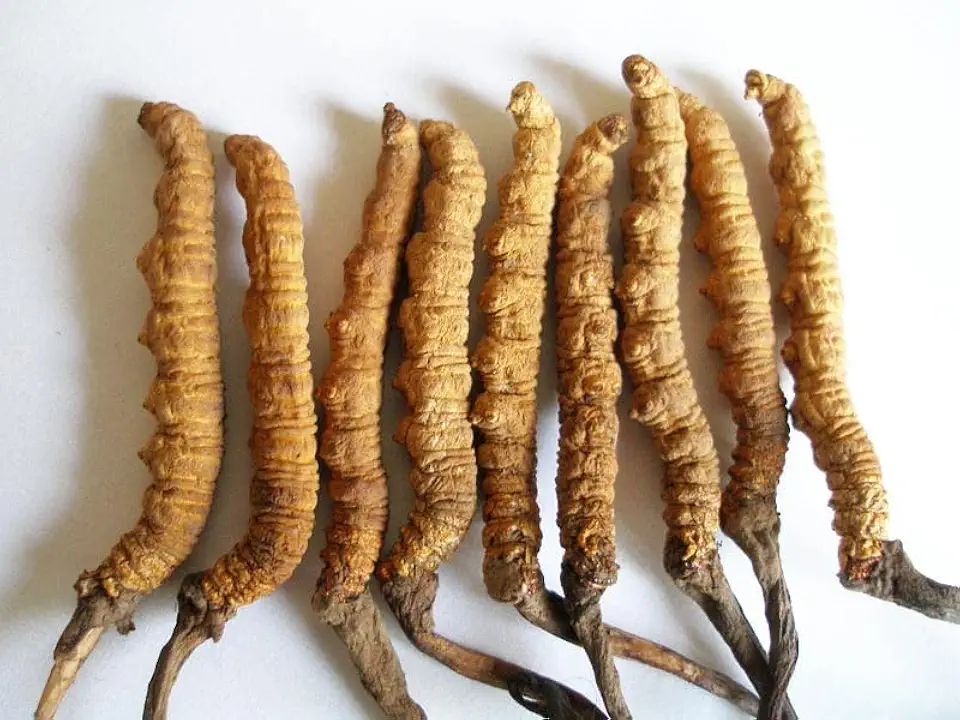 Wild Cordyceps, Whole Himalyan Cordyceps Sinensis Mushroom Yarsha Gumba, Genuine and Very Rare High Grade, Boost Energy
