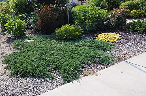 Blue Rug Juniper | 3 Live Gallon Size Plants | Juniperus Horizontalis 'Wiltonii' | Drought Tolerant Cold Hardy Evergreen Groundcover