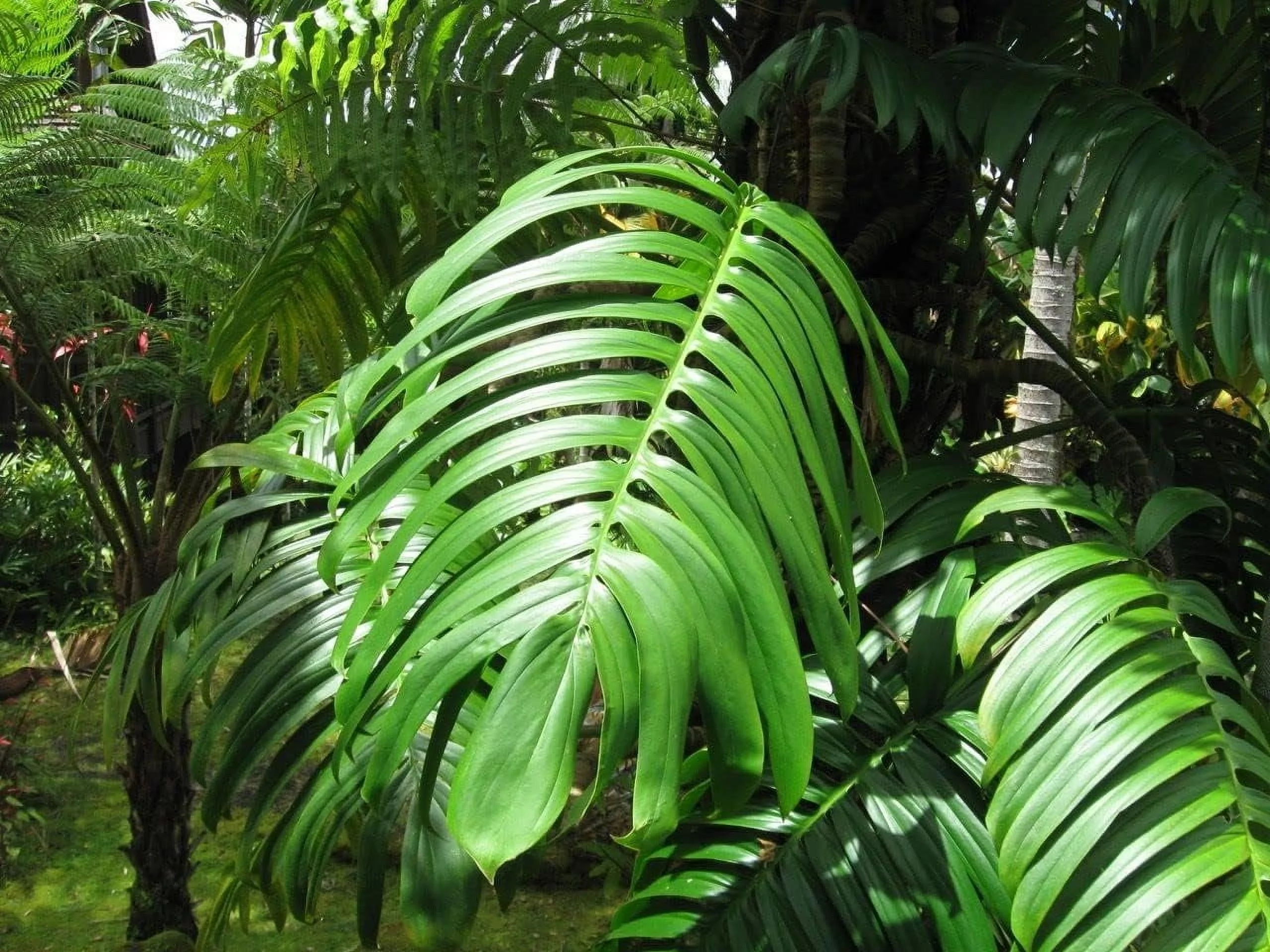 Dragon Tail Plant - Live Plant in a 4 Inch Pot - Rhaphidophora Decursiva - Extremely Rare Florist Quality Plants from Florida