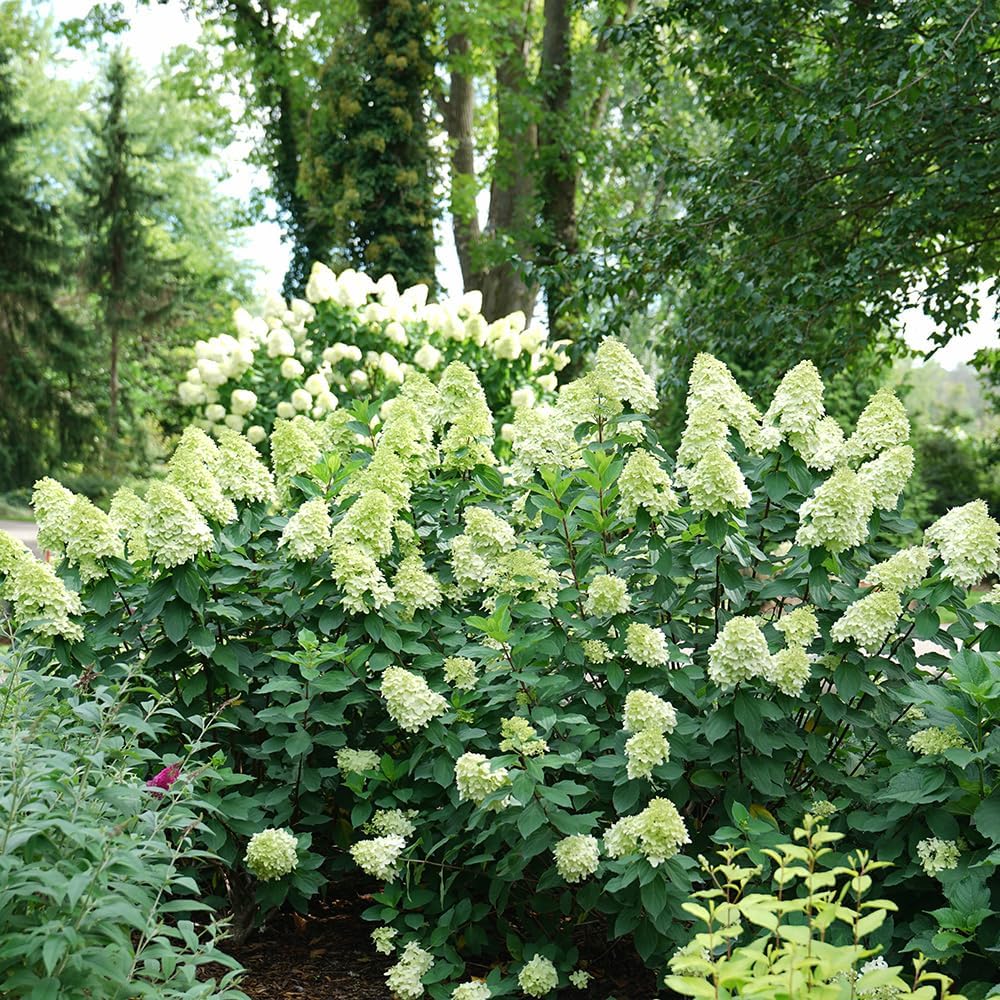 Blooming & Beautiful - Limelight Prime Panicle Hydrangea - 3 Gal - Proven Winners - Green White Cone-Shaped Blooms - Zones 3-8