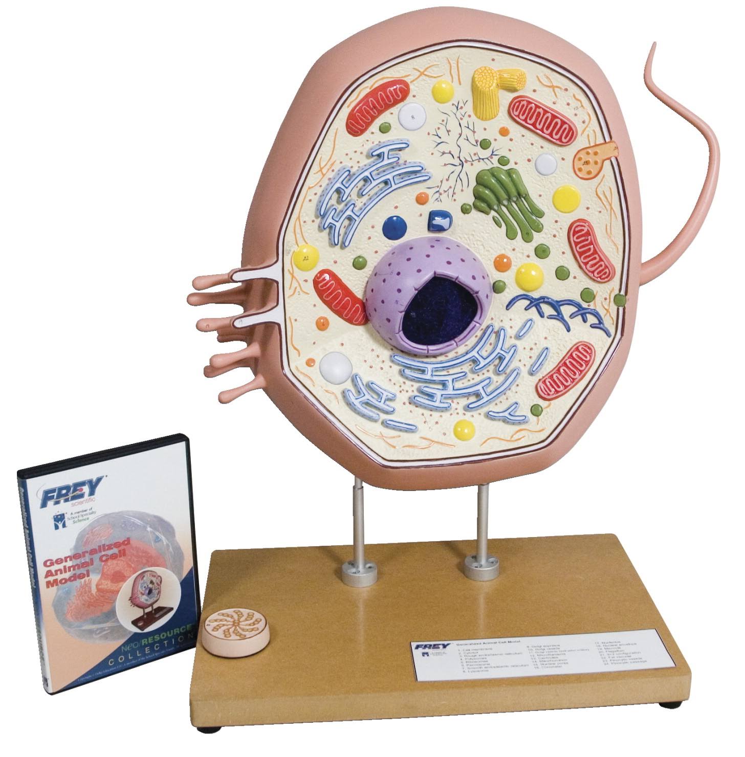 Frey Scientific 1015723 Typical Animal Cell Model