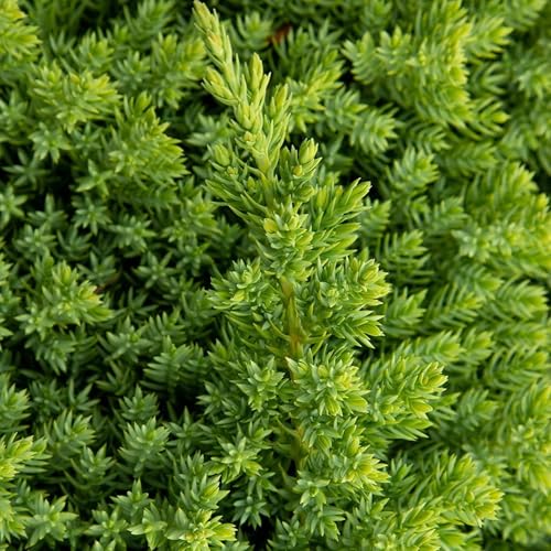 Dwarf Japanese Garden Juniper | 15 Live 4 Inch Pots | Juniperus Procumbens Nana | Drought Tolerant Evergreen Groundcover | Great Plants for Bonsai