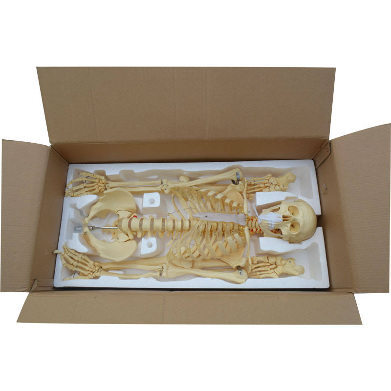 Interbuying Life Size Human Skeleton Anatomical Medical Model Full Body 170cm #220272