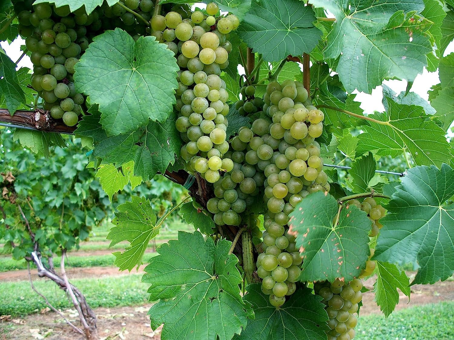 Grape Vine Plant - Live Plant in a 6 Inch Growers Pot - Variety is Grower's Choice Based on Health, Beauty and Season