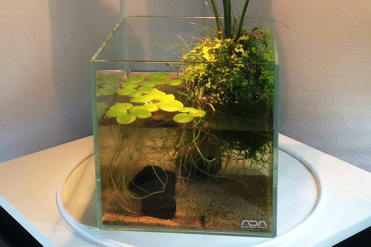 ADA Cube Garden 20C Aquarium (Ultra High Clarity Glass)