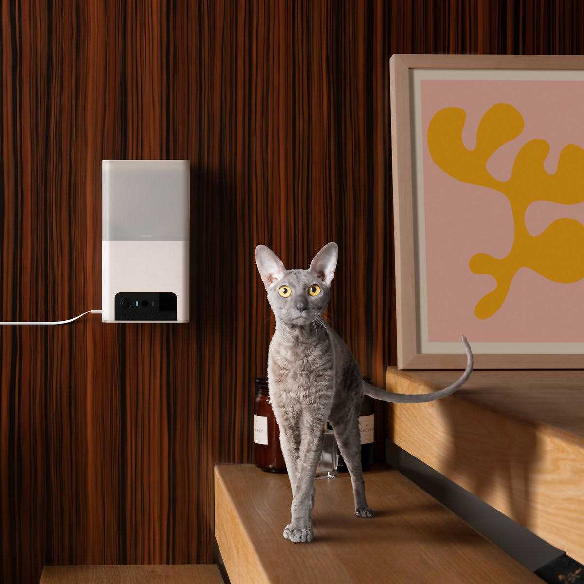 Petcube Bites 2 Lite Interactive WiFi Pet Monitoring Camera with Phone App and Treat Dispenser - Pet Supplies online store