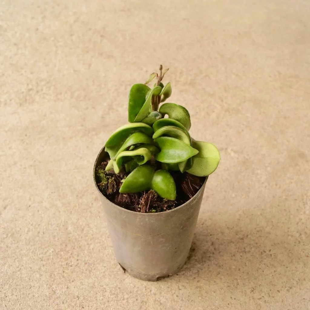 Hoya Hindu Rope Plant - Live Plant in a 2 Inch Pot - Hoya Carnosa 'Compacta - Indoor Houseplants Straight from The Nursery - Curated Treasures Market