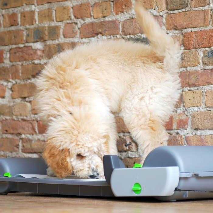 Brilliant Pad Smart Self-Cleaning Automatic Indoor Puppy Potty Pad