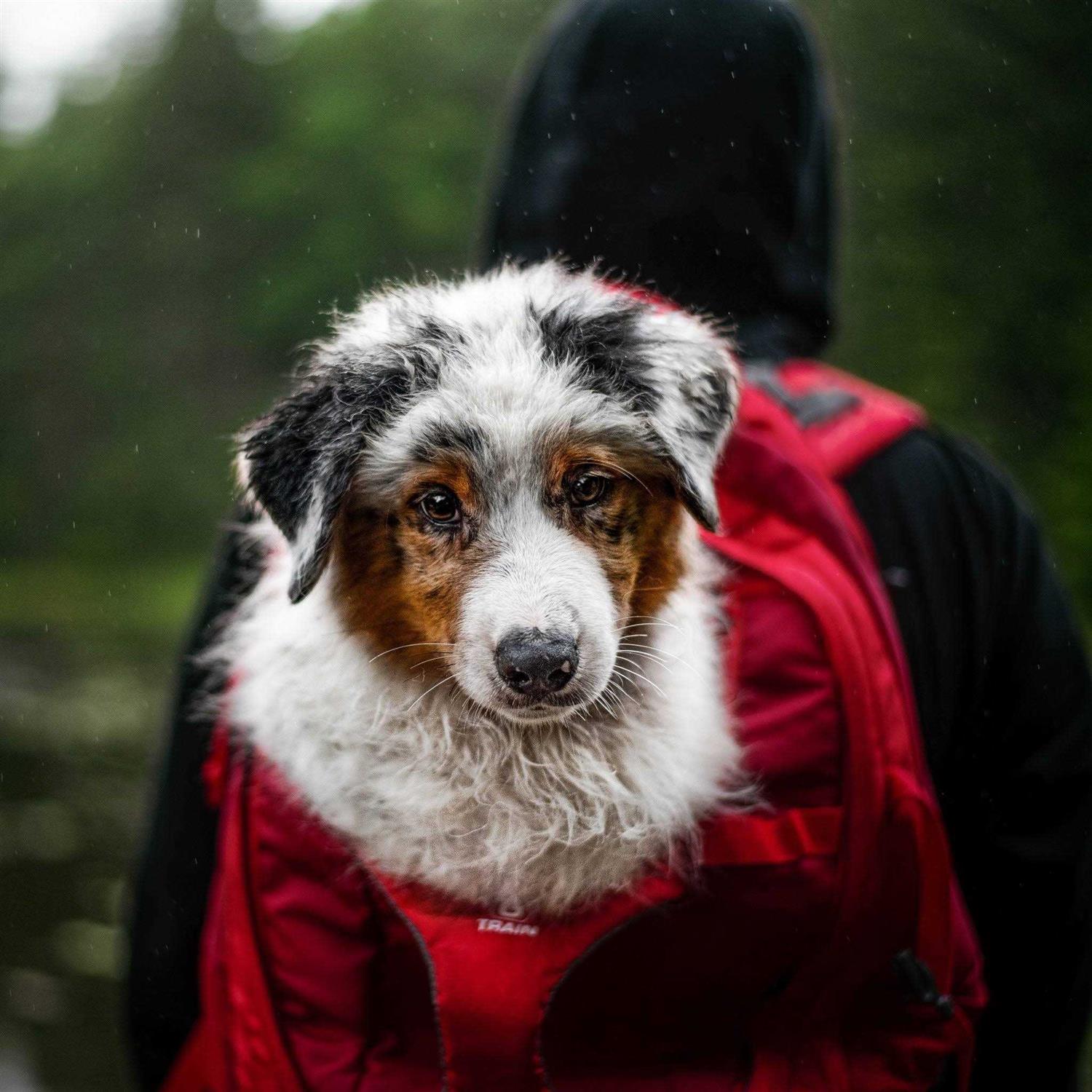Kurgo G-Train Backpack Dog Carrier - Pet Supplies online store
