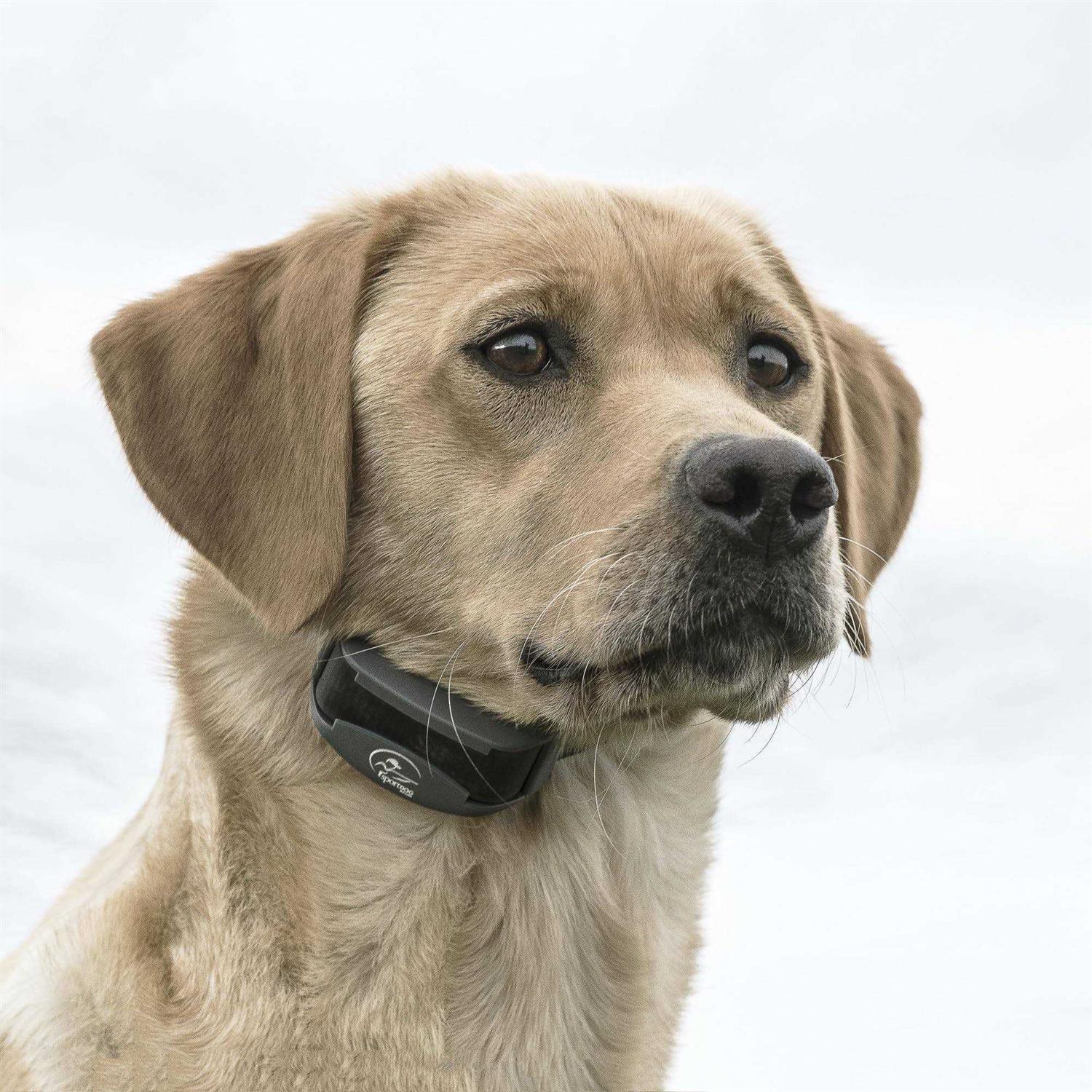 SportDOG FieldTrainer - Pet Supplies online store