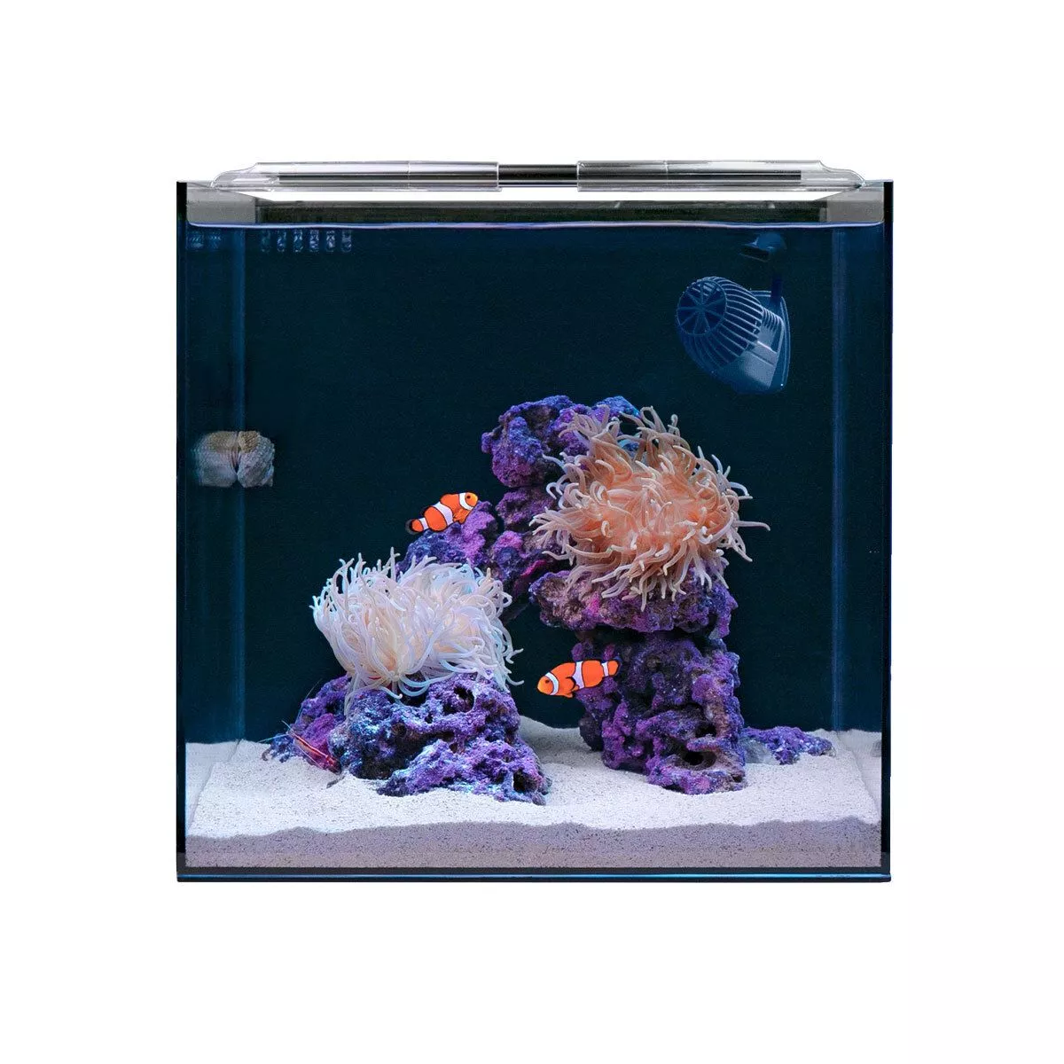 HelloReef Clownfish &amp; Anemone Aquarium Kit with Accessories for Saltwater Tank