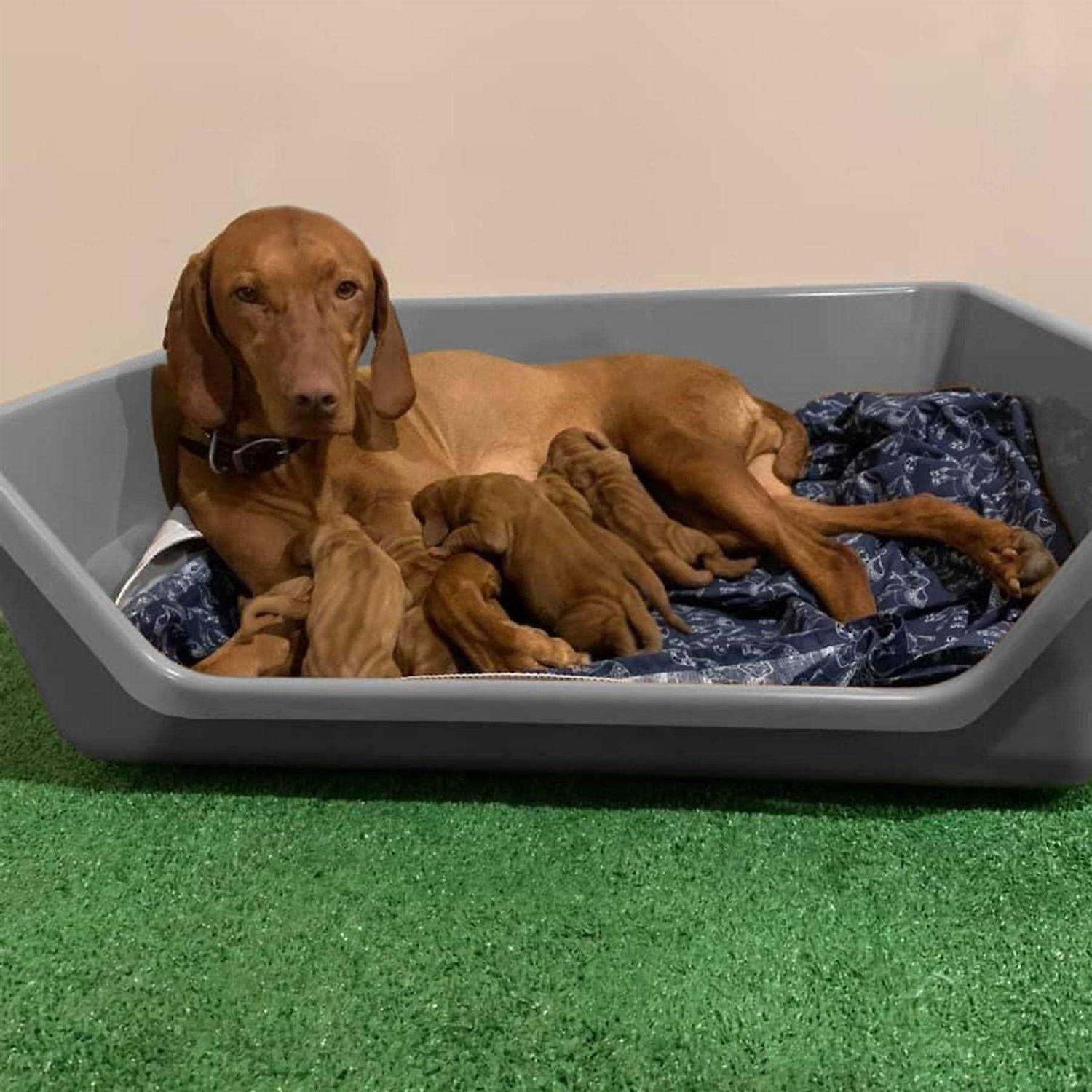 Shirley K's Whelping Dog Box - Pet Supplies online store