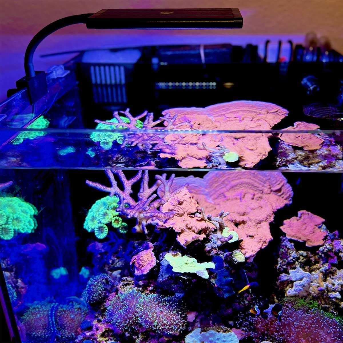 Current USA Orbit Marine NANO LED Light w/Gooseneck Mount &amp; Dynamic Controller - Pet Supplies online store