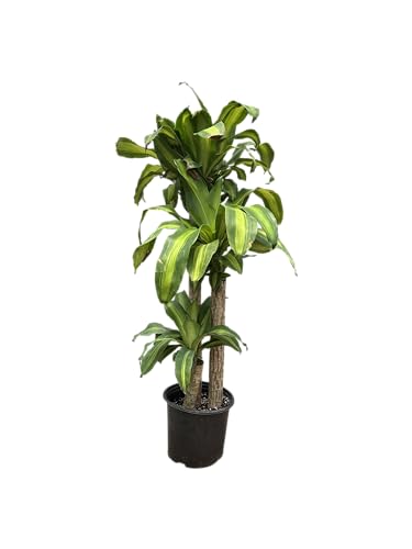 Simply Trees Dracaena Mass Cane 'Corn Plant' - Air Purifying, Low Light Indoor Houseplant - Great for Living Room Decor, Office Decor