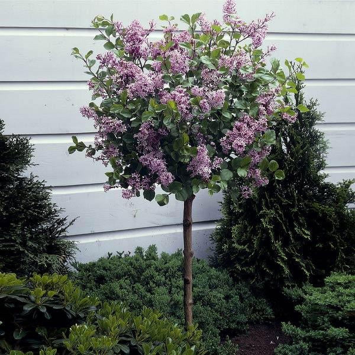 Brighter Blooms - Dwarf Korean Lilac Tree, 5-6 ft. - No Shipping To AZ - Radiant Selections