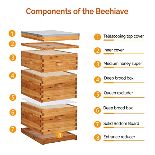VINGLI 10-Frame Bee Hive, Wax Coated Beehive Starter Kit with Frames & Beeswax Coated Foundation Sheets (3 Layer)