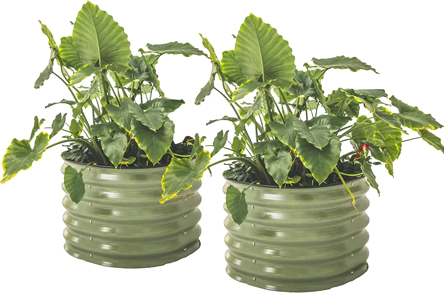 Twin Pack Vego garden 17" Tall Herb Gardening 24" Wide DIY Gardening  Olive Green