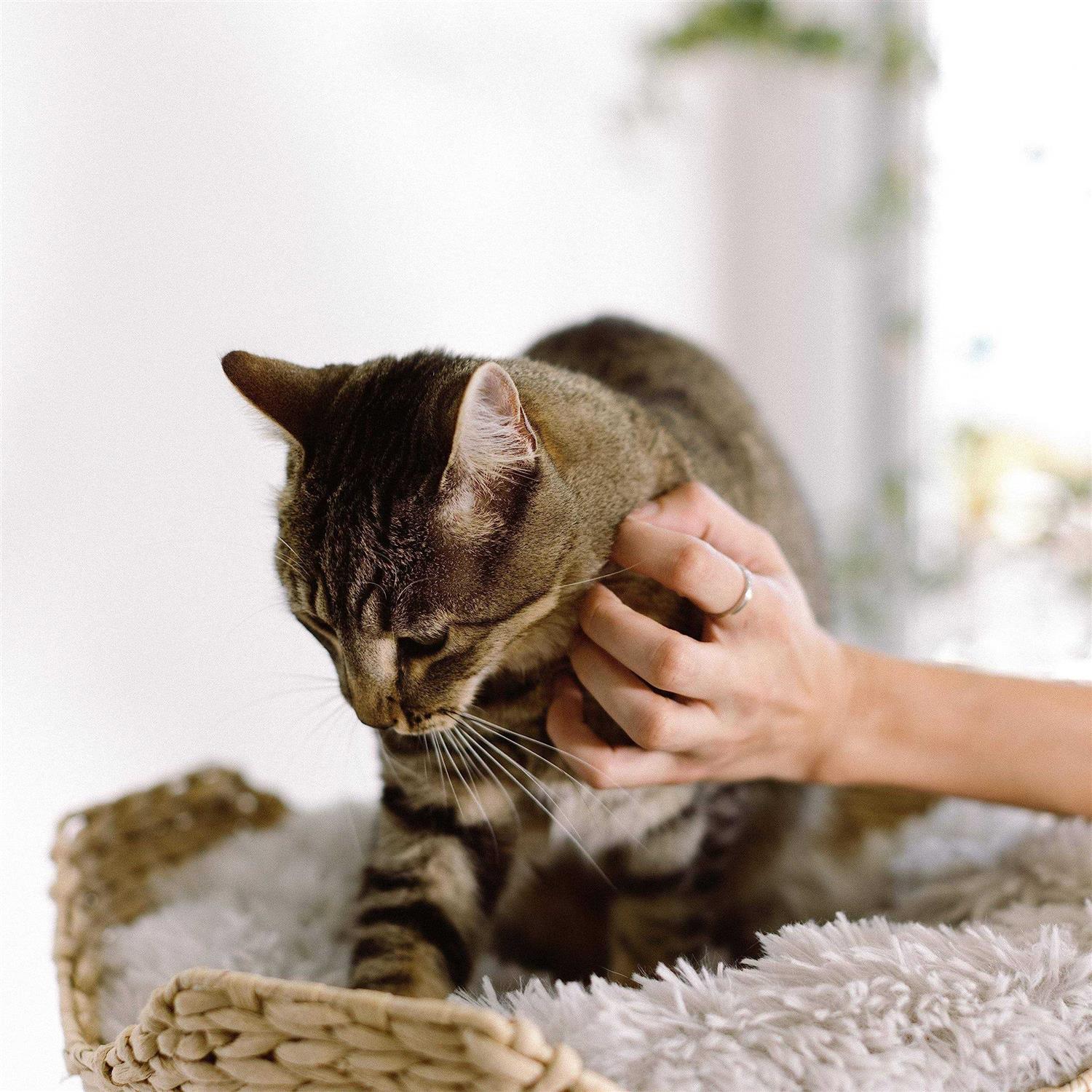 Mau Lifestyle Uni Cat Tree - Pet Supplies online store