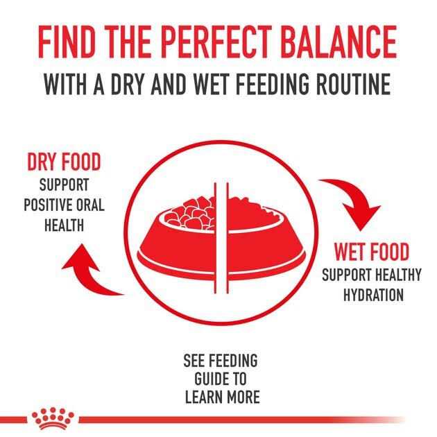 Royal Canin Veterinary Diet Adult Advanced Mobility Support Canned Dog Food - Pet Supplies online store