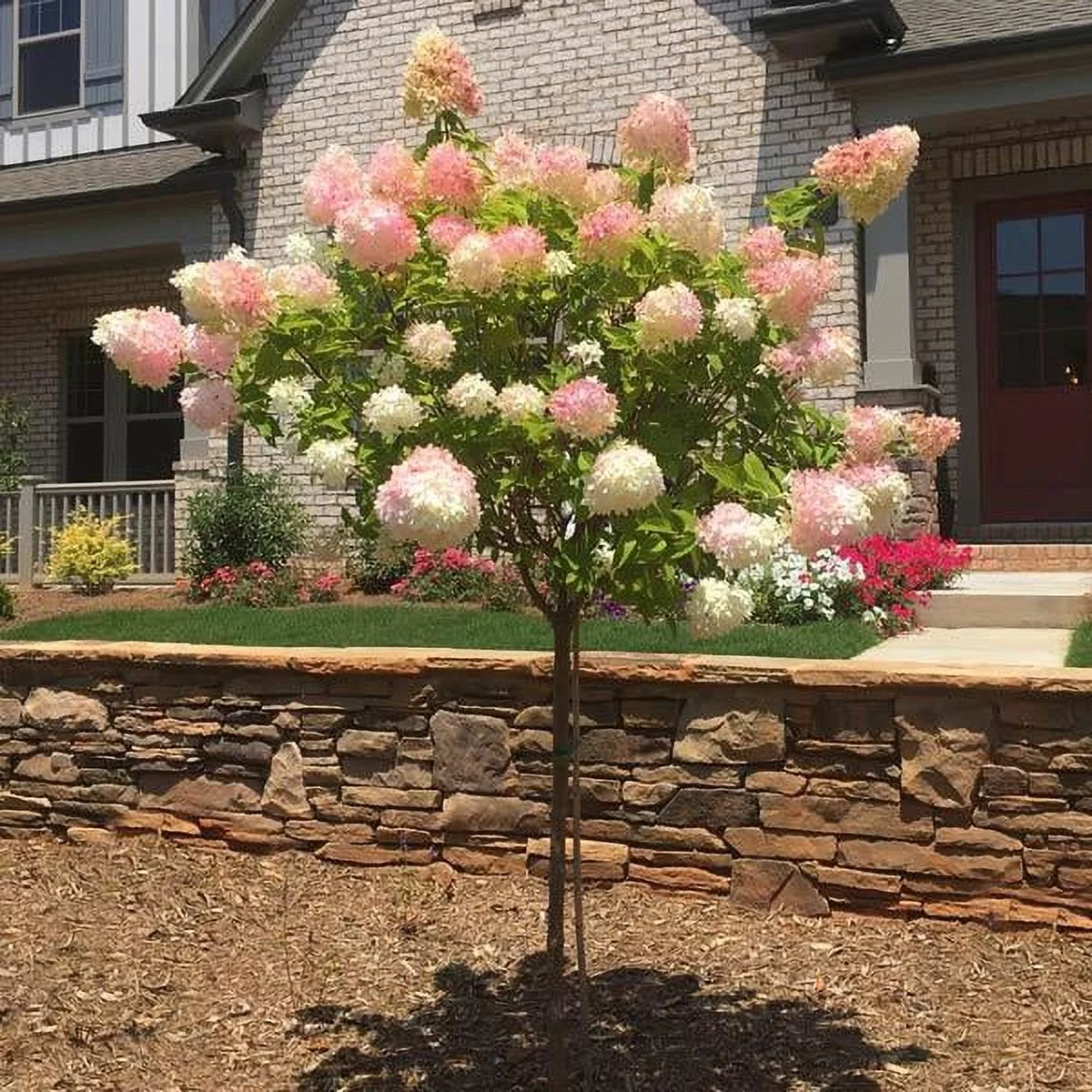 Vanilla Strawberry Hydrangea Tree - Radiant Selections