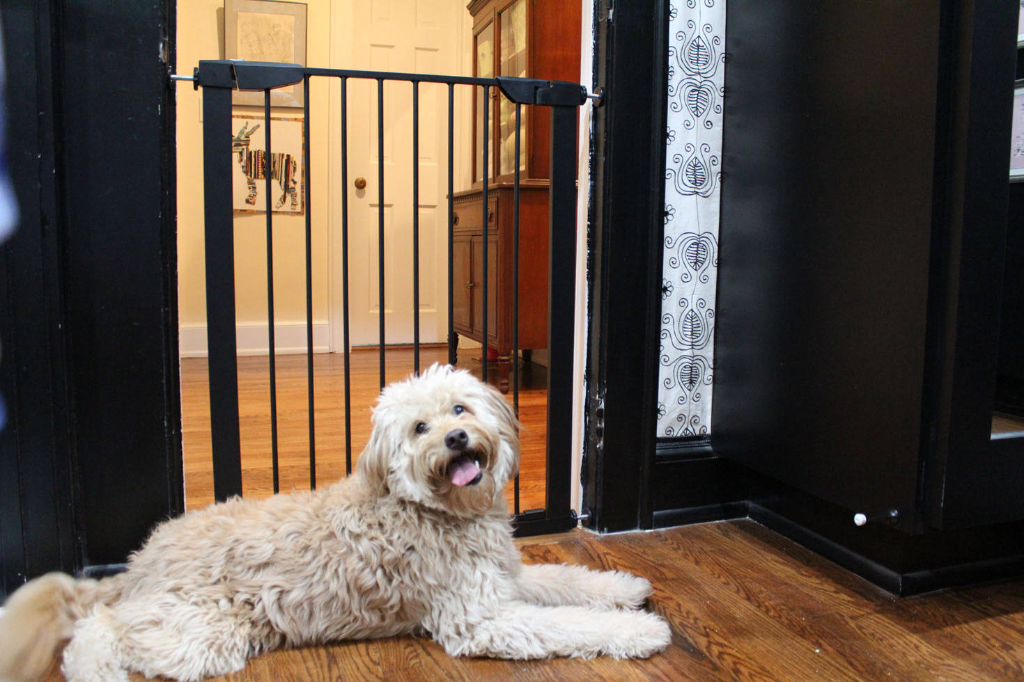 Cardinal Gates Extra Tall Premium Pressure Pet Gate - Black