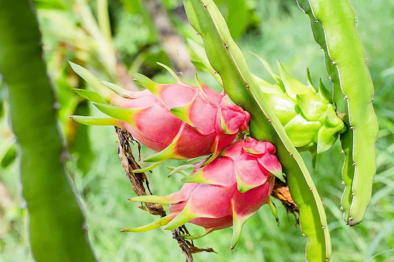Dragon Fruit Tree - Live Plant in a 6 Inch Pot - Hylocereous Undatus - Edible Tropical Fruit Plant from Florida - Curated Treasures Market
