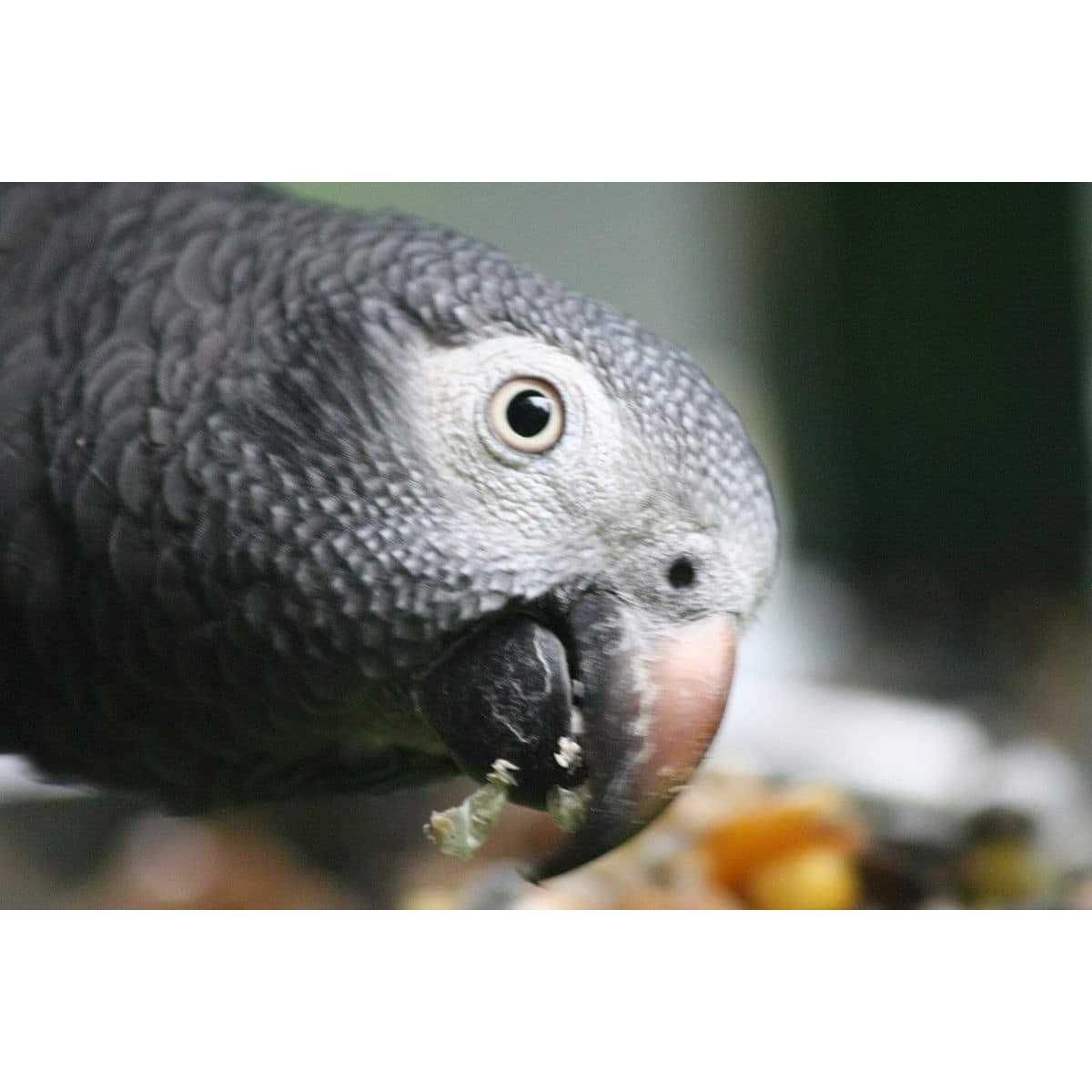 Bird Street Bistro Parrot Food Sample Pack - Pet Supplies online store