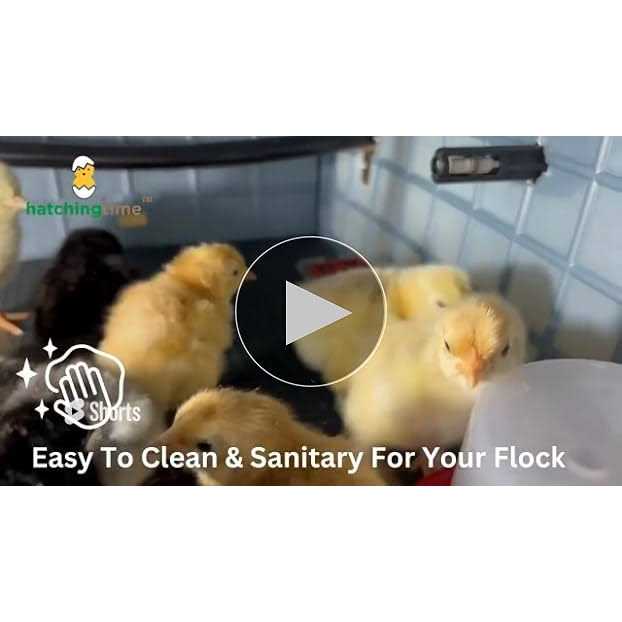 Hatching Time Chick Brooder TIER Addition - Pet Supplies online store