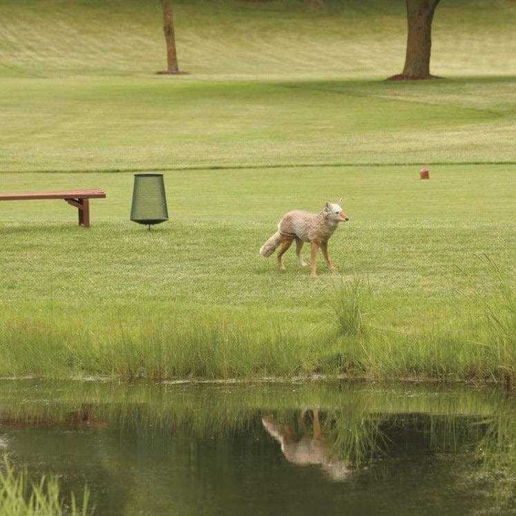 Flambeau Lone Howler Coyote Decoy - Sports Supplies Online Store