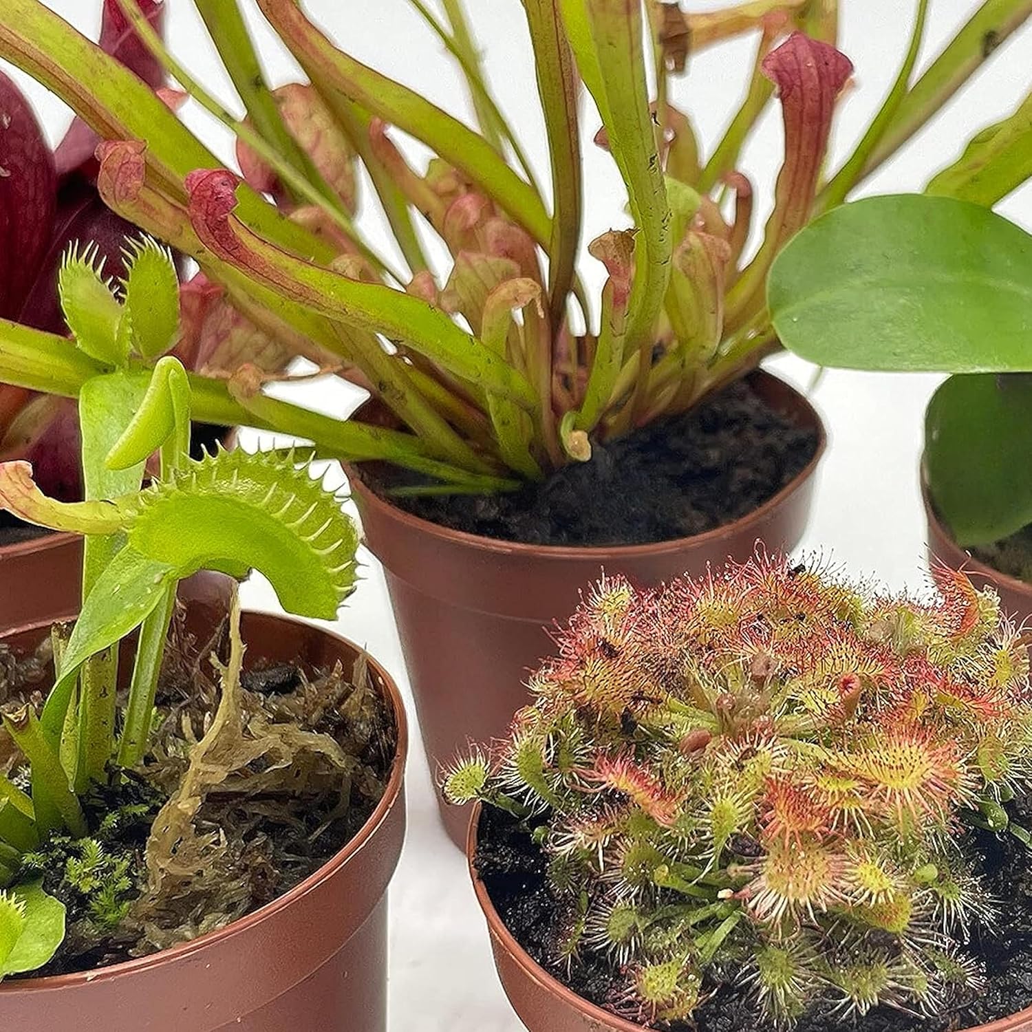 BubbleBlooms Carnivorous Plant Assortment Set, 5 Live Different Plants in 2 inch Pots