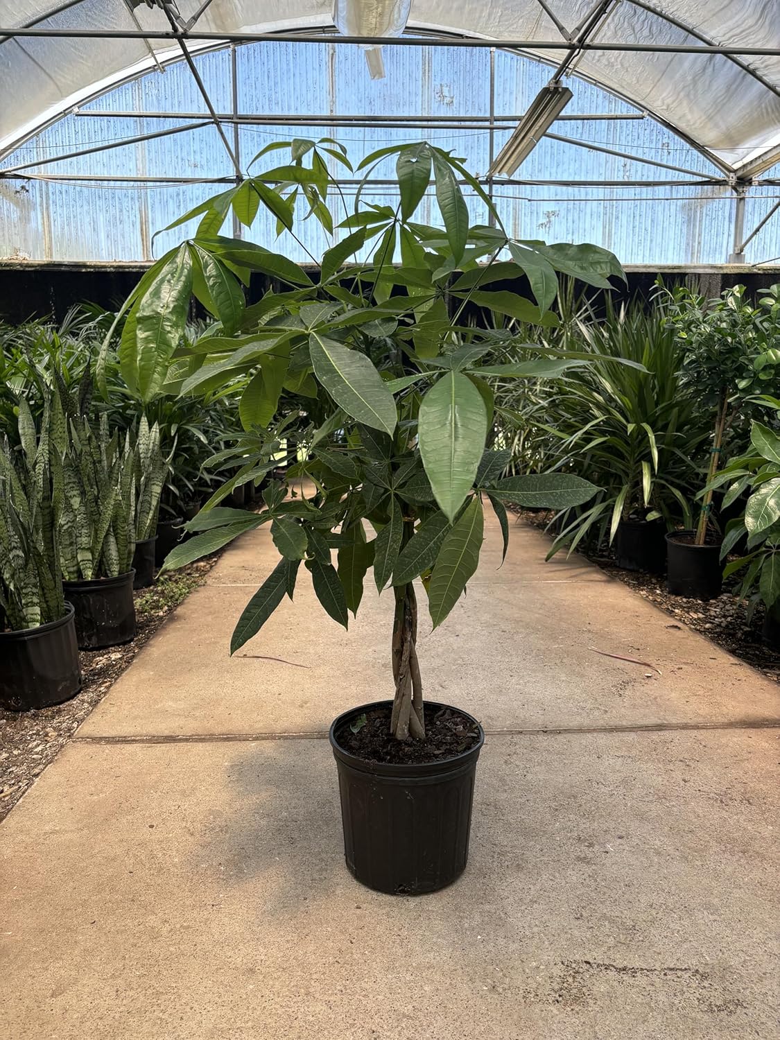 Money Tree (3-4 Feet), Indoor House Plant for Prosperity and Air Purification, Low Light Plant, Easy to Maintain, Great for Living Room Decor