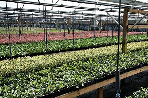 Juniper Procumbens Nana - 30 Live Plants - Drought Tolerant Cold Hardy Evergreen Ground Cover