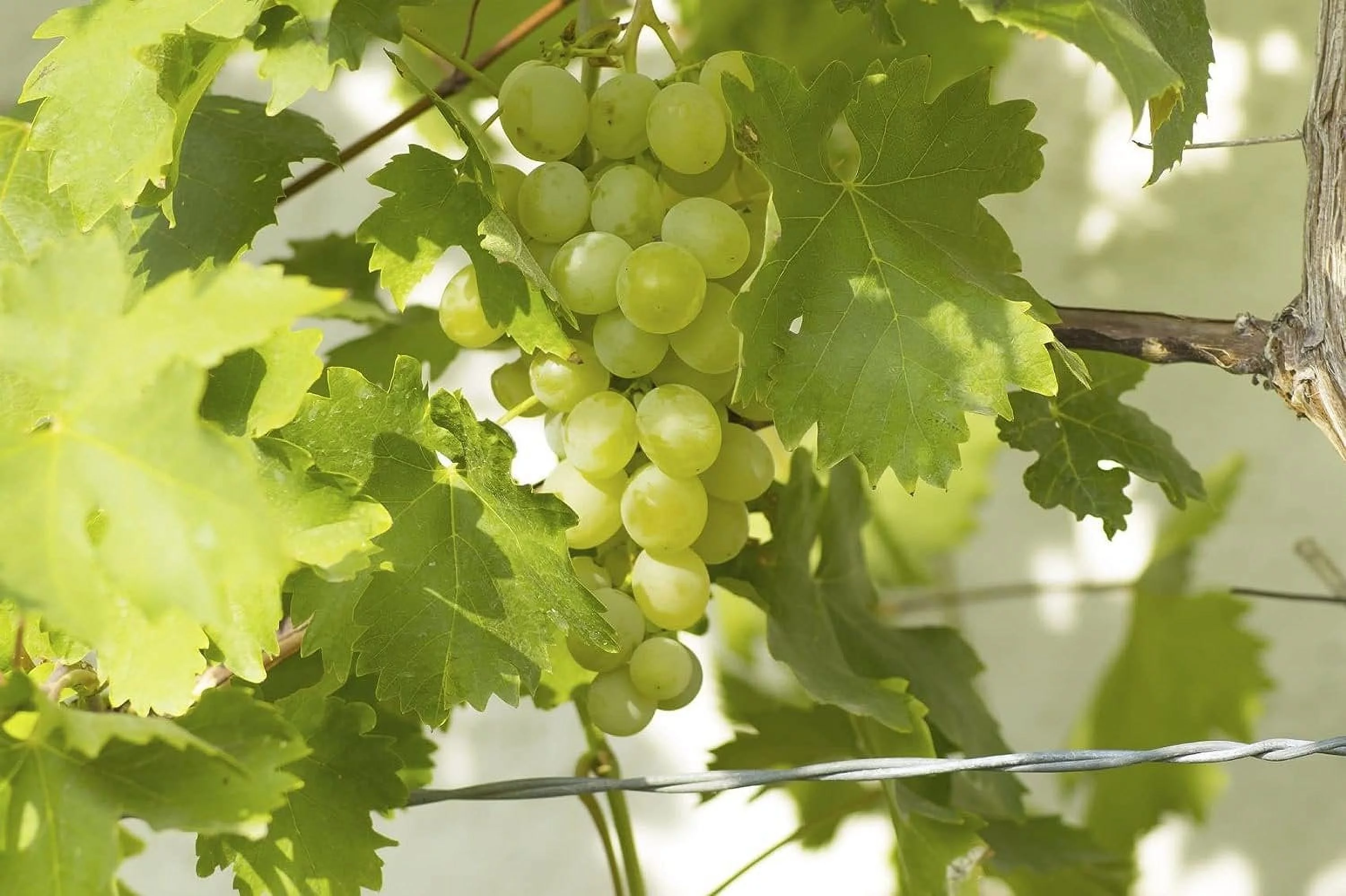 Grape Vine Plant - Live Plant in a 6 Inch Growers Pot - Variety is Grower's Choice Based on Health, Beauty and Season